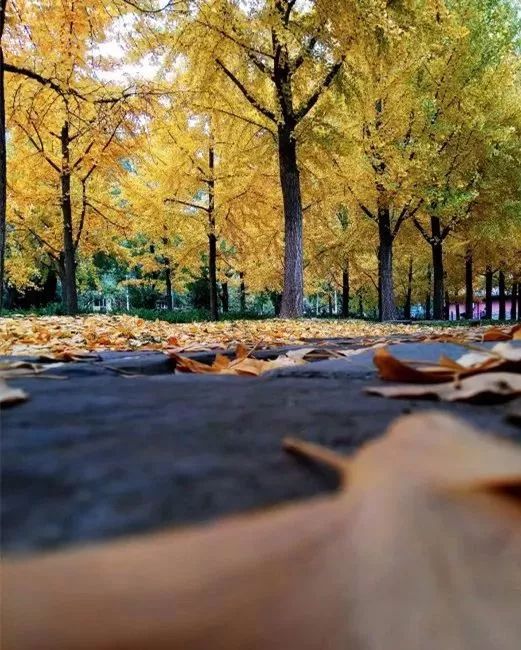 月坛银杏,月坛公园有银杏吗