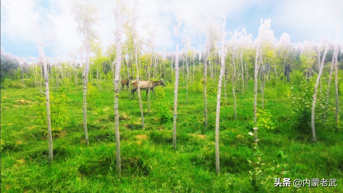 旅行推荐内蒙古,旅行草原推荐