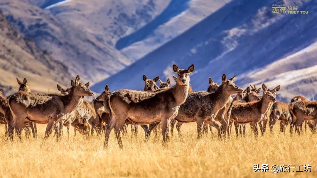 西藏昌都最好玩的是哪个景点,昌都必去十大景点排名