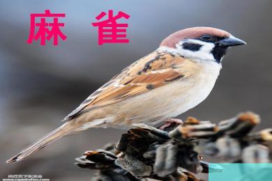 部编版四年级下册语文第6课预习,部编版四年级语文第17课教学设计