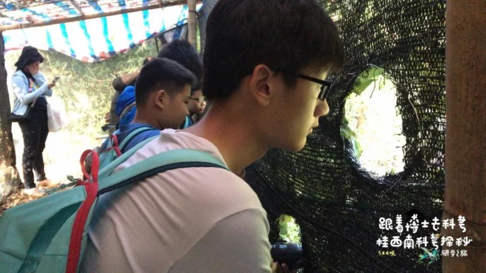 活了两千多年的“巨无霸”就在广西！昨天，他们相遇了