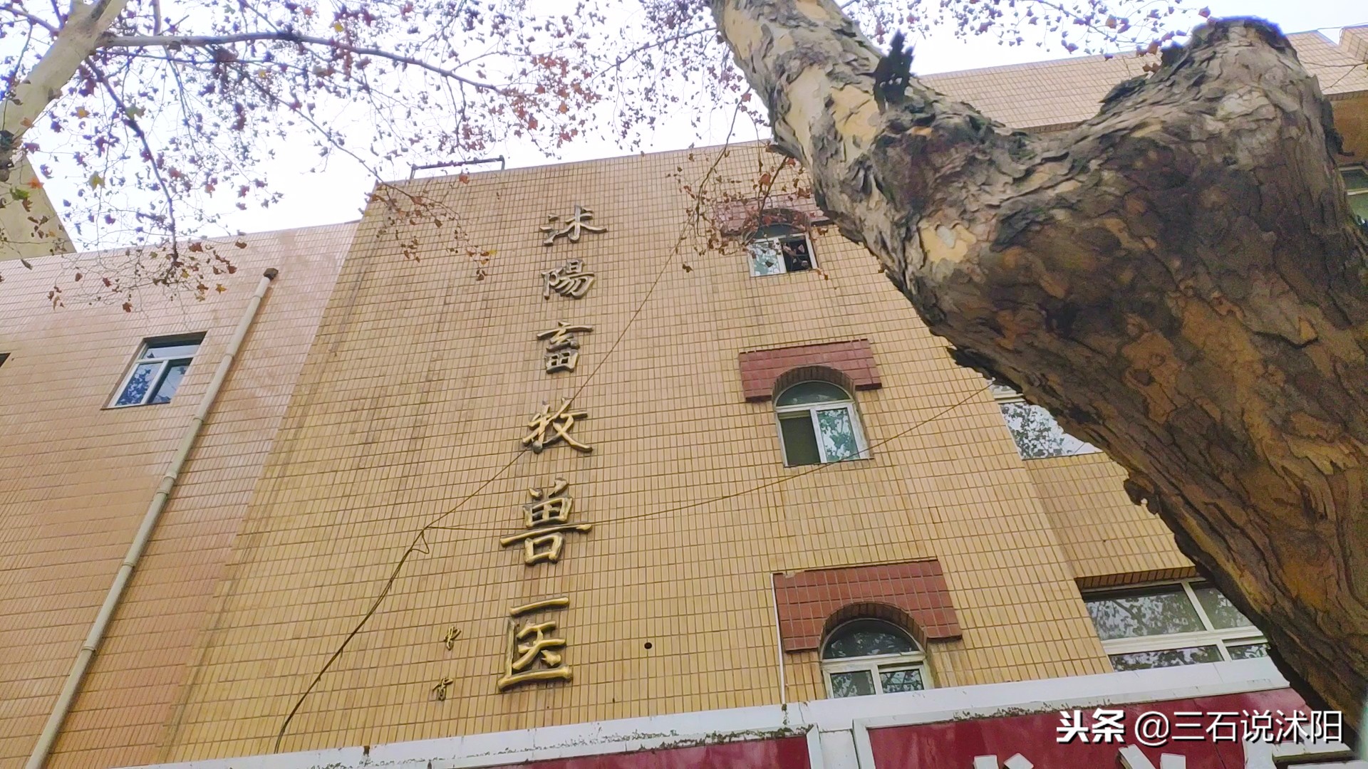 沭阳城市发展图片,沭阳南京路变化