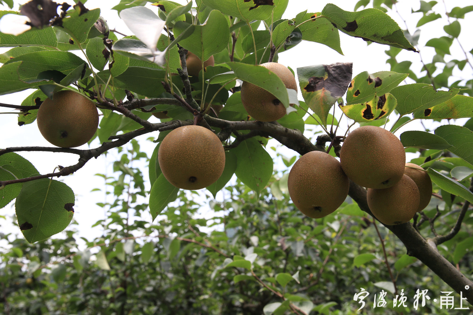 宁波余姚周边古村,余姚8个绝美古村