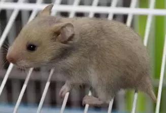 仓鼠的种类习性详细介绍,仓鼠有哪些亚种种类