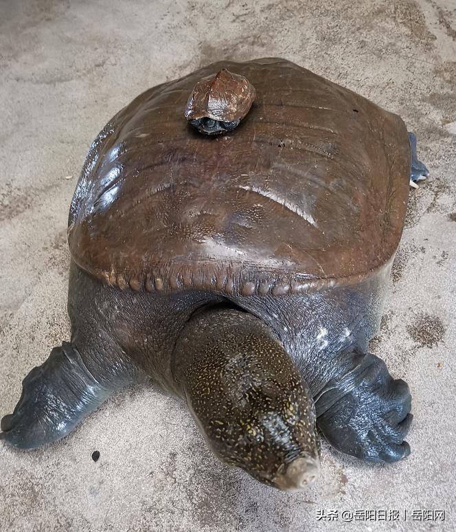 万物有灵！时隔数日，岳阳华龙码头再现35斤山瑞鳖