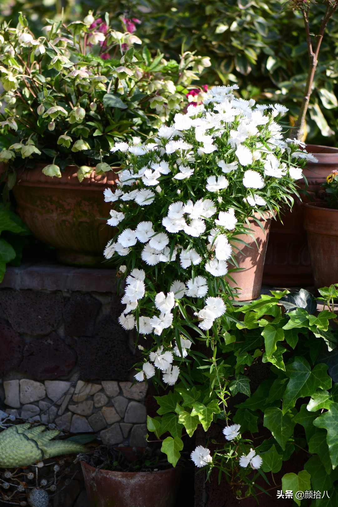 赶尽杀绝，花园里最痛恨的虫子|园丁