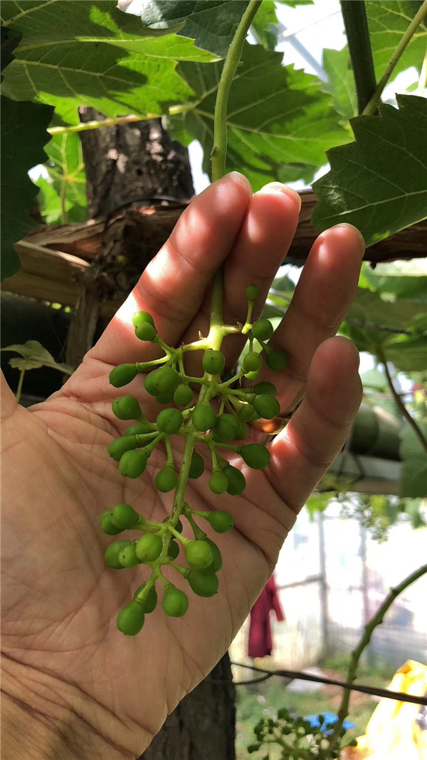 葡萄园哪种喷雾比较好,葡萄园喷雾方法