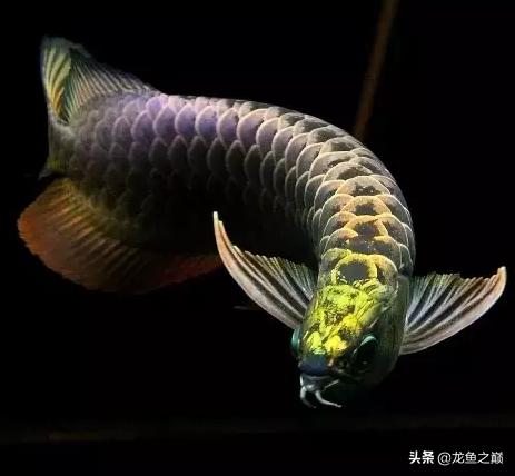 龙鱼单侧掉眼解决方法,龙鱼掉眼怎么治