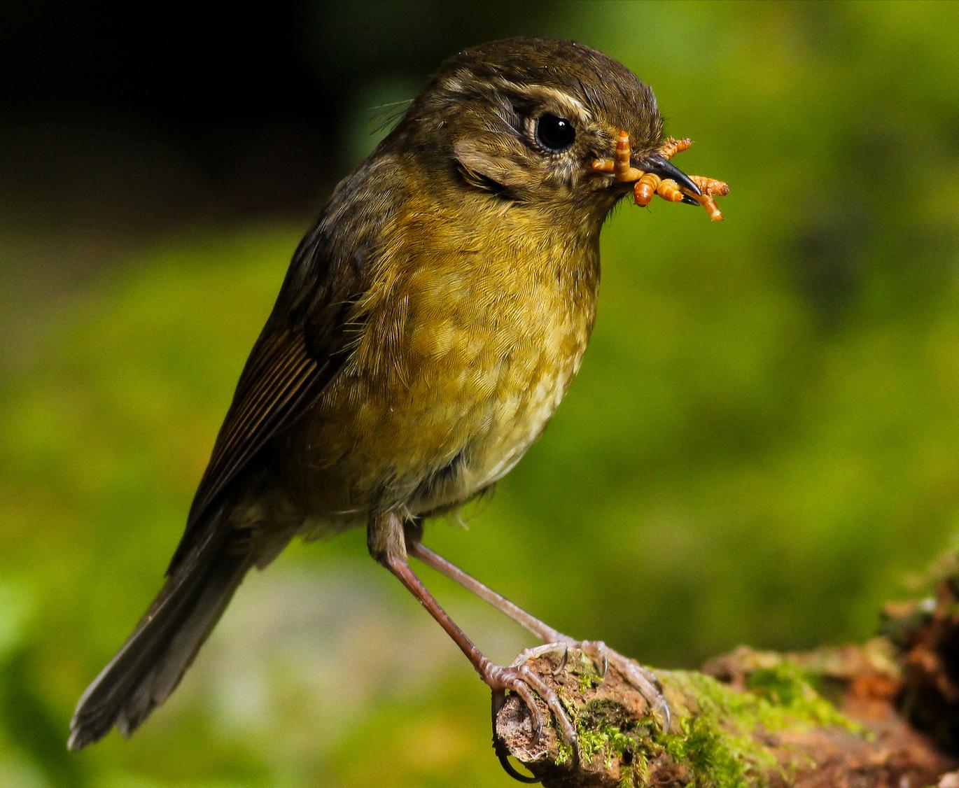 东江揽胜,惠州淡水常见鸟类图谱