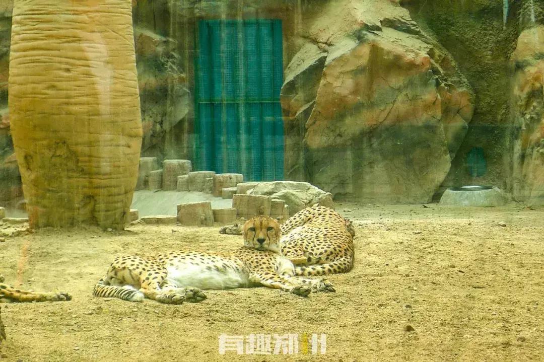 郑州市动物园开放,郑州市动物园什么时候去合适