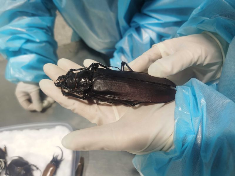 黄金鬼锹甲有多可怕,黄金鬼锹形虫危害