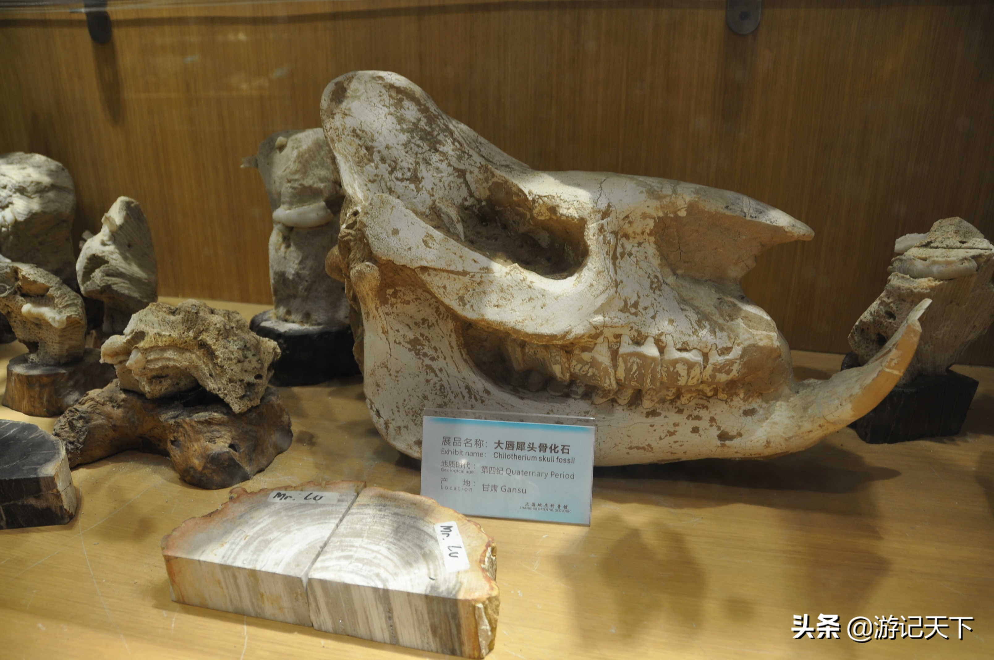 阿尼亚参观博物馆,上海地质科普馆游玩