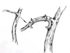 真柏盆景嫁接枝条什么时候拿弯,盆景三弯九拐枝条布局