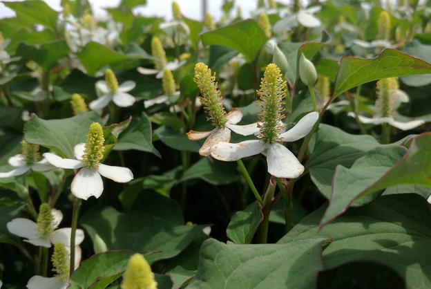 野生水塘的附近会有污染吗,农村水沟常见的野生鱼