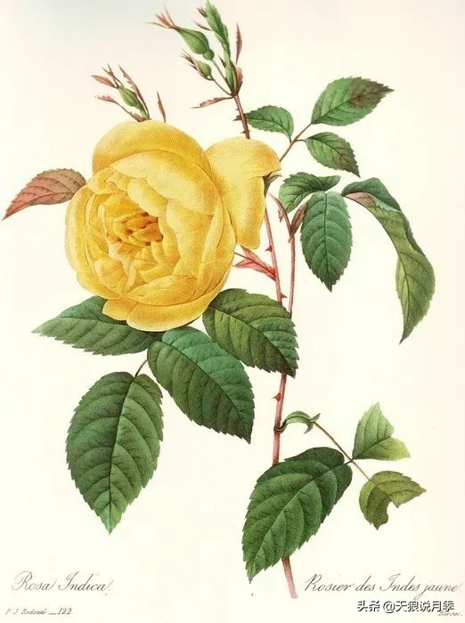 怦然心动的万人迷月季,原来从它而来(终篇)