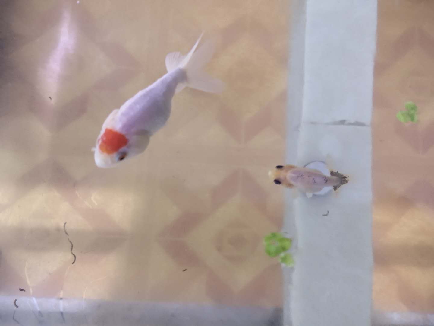 网上买的小金鱼不好活吗,为什么买的小金鱼总是死