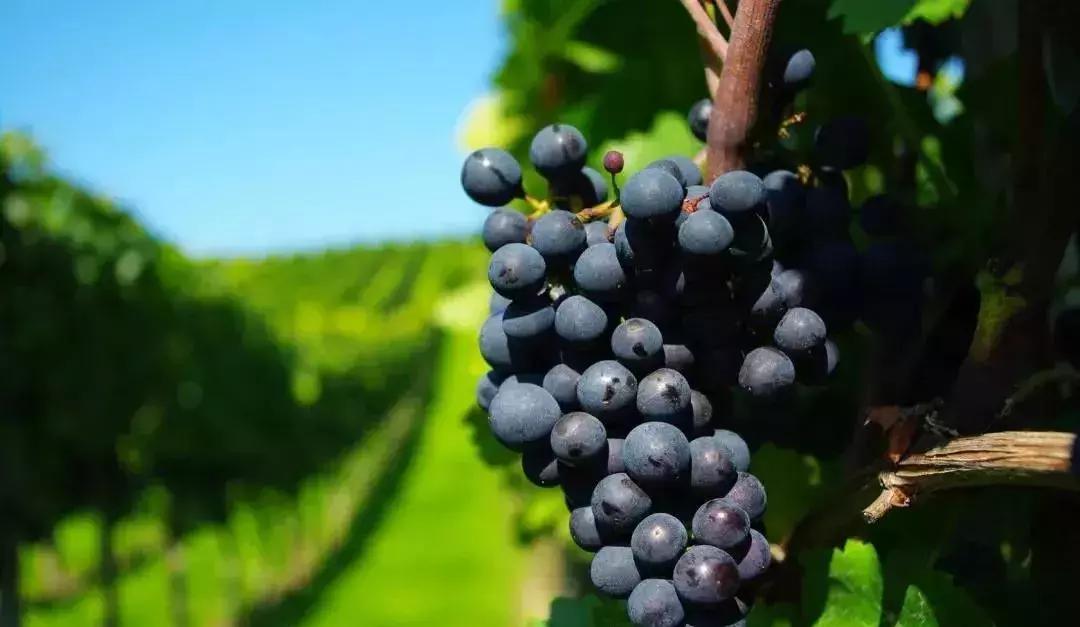 金秋采摘正当时!山东这十种田间美味错过再等一年!