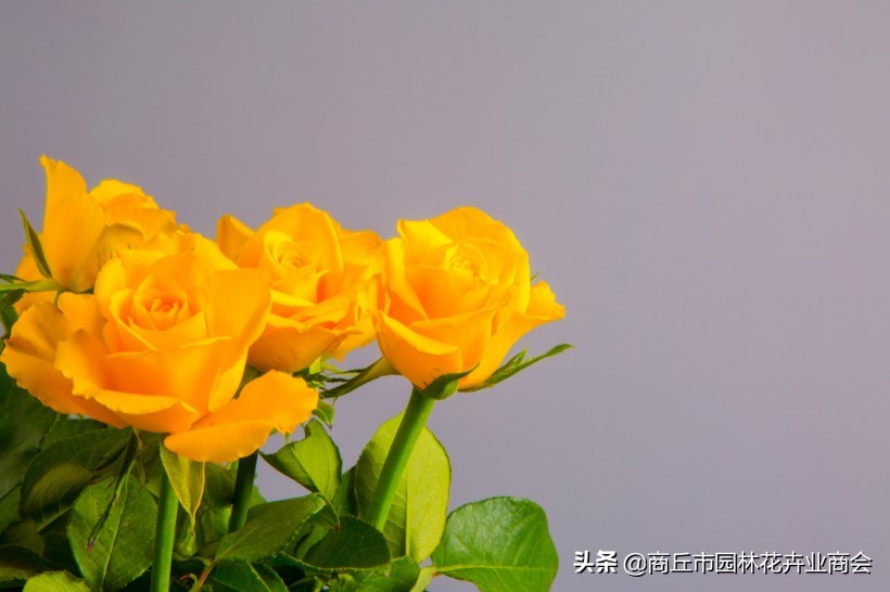 黄玫瑰和香槟玫瑰组合,黄玫瑰也是香槟玫瑰吗