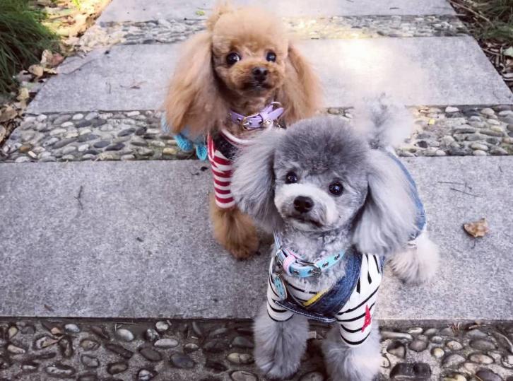 泰迪狗一天喂几次狗粮比较好呢,泰迪狗狗应该喂多少狗粮