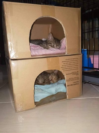 怎么帮流浪猫度过冬天,怎样帮助流浪猫狗