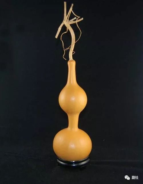 文玩葫芦养殖过程怎样摘心,文玩葫芦的养护方法