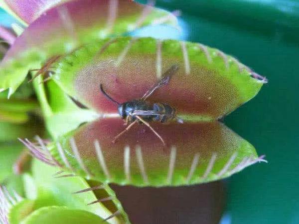 捕蝇草怎样才是健康的,捕蝇草如何排出身体内产生的废物