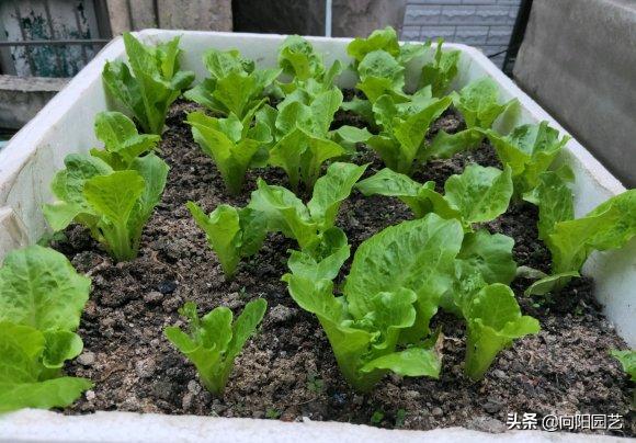 家里沙土种生姜如何施肥,阳台种植生姜用什么水肥