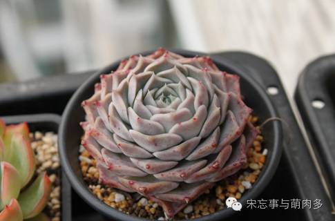 多肉月影系有哪些品种,月影系多肉品种大全