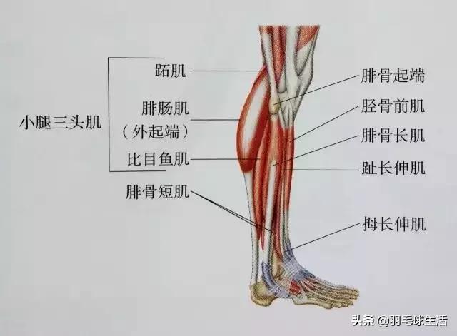 打羽毛球防止腿变粗,打羽毛球前后拉伸动作防止腿变粗