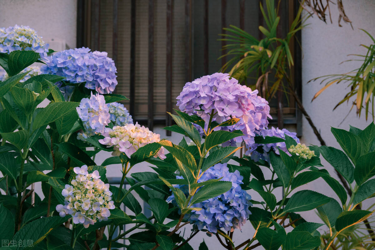 养猫咪不能养的植物,养猫咪的5大隐形危害