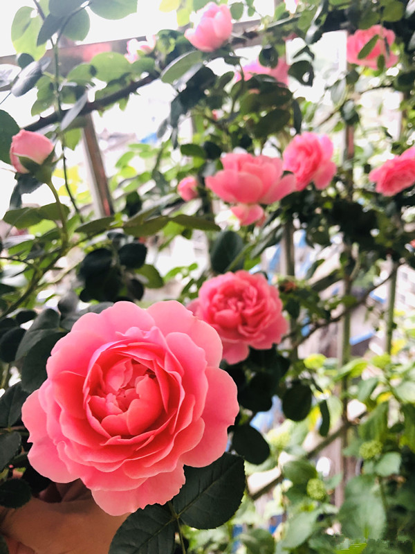 7种小型藤本植物，能在阳台上养，花量巨大，花期长，阳台变花园