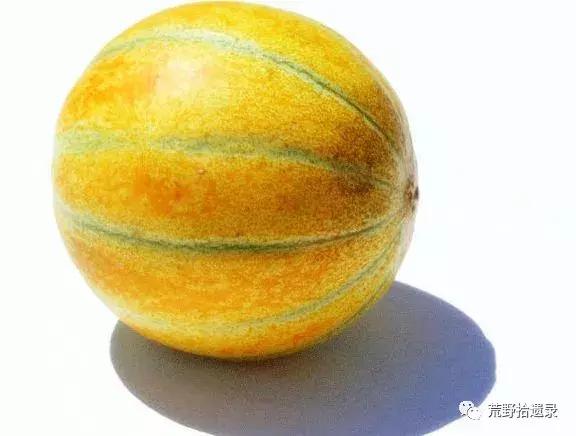 四川适合种植哈密瓜甜瓜品种,甜瓜种植技术新疆哈密瓜