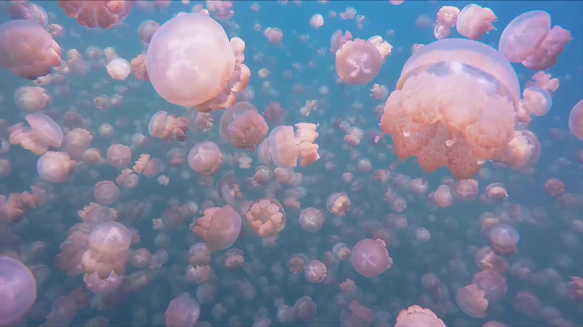 帕劳水母湖里的黄金水母去哪了,帕劳水母湖里的水母