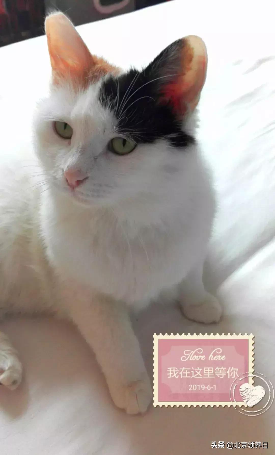 #领养代替购买#给它们一个家|线上宠物领养日,20190608加场