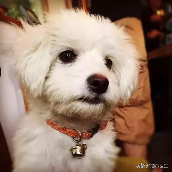 带宠物住宿酒店,带宠旅行酒店