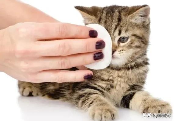 猫咪的日常护理知识,猫咪的日常生活