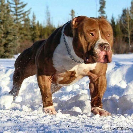 如果把比特犬训练成护卫犬,入侵盗贼还能活着离开吗