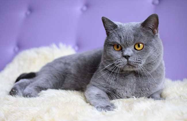 年度最受欢迎的十大猫咪品种,家养宠物推荐寿命长的品种猫咪