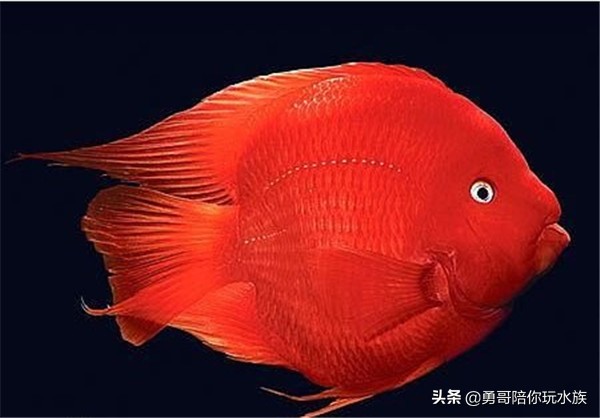 注意哪些方法能养好鹦鹉鱼,新手养鹦鹉鱼入门基础教程