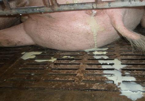 猪场常见问题专家解答（四）