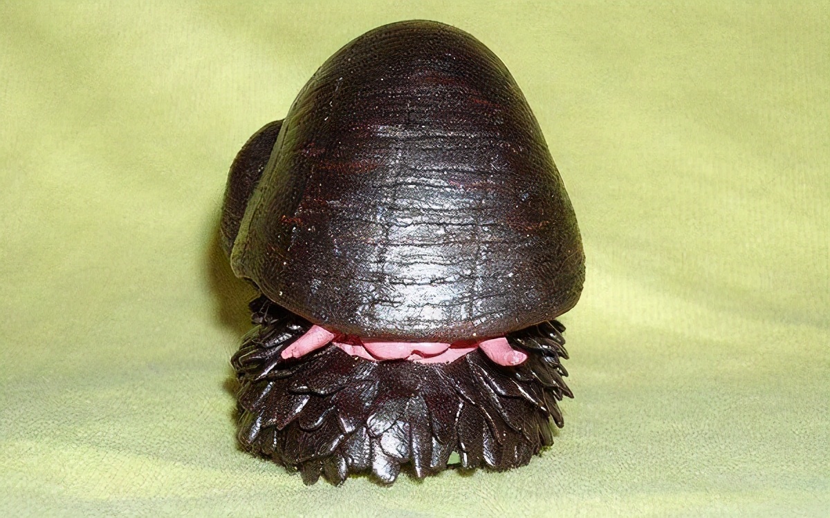 蜗牛将钢铁融入身体后，化身“装甲战士”，*弹子**也打不穿它的壳