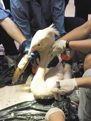 看起来威武霸气,其实比谁都嘴欠,带你了解鹈鹕的生活