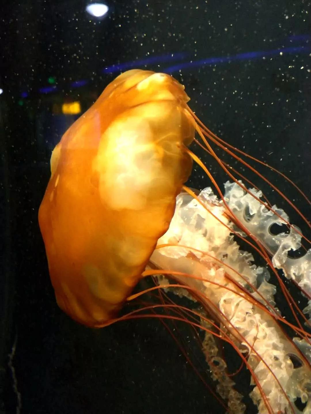 海底世界搬到自己家,海底世界聊城入园