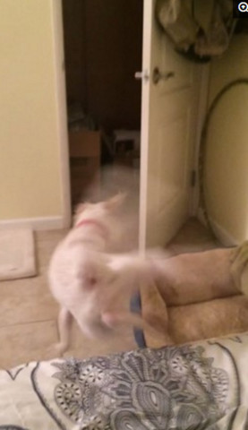 主人敷面膜狗狗反应搞笑视频大全,戈赞宠物