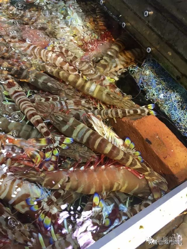 这些诱人的美食你吃过吗,世界上顶级海鲜大全你吃过几种