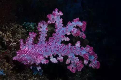 帕劳和斐济哪个好玩一点,帕劳vs斐济