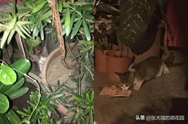 猫咪掉胡须买彩票中大奖,主人捡了一只猫咪
