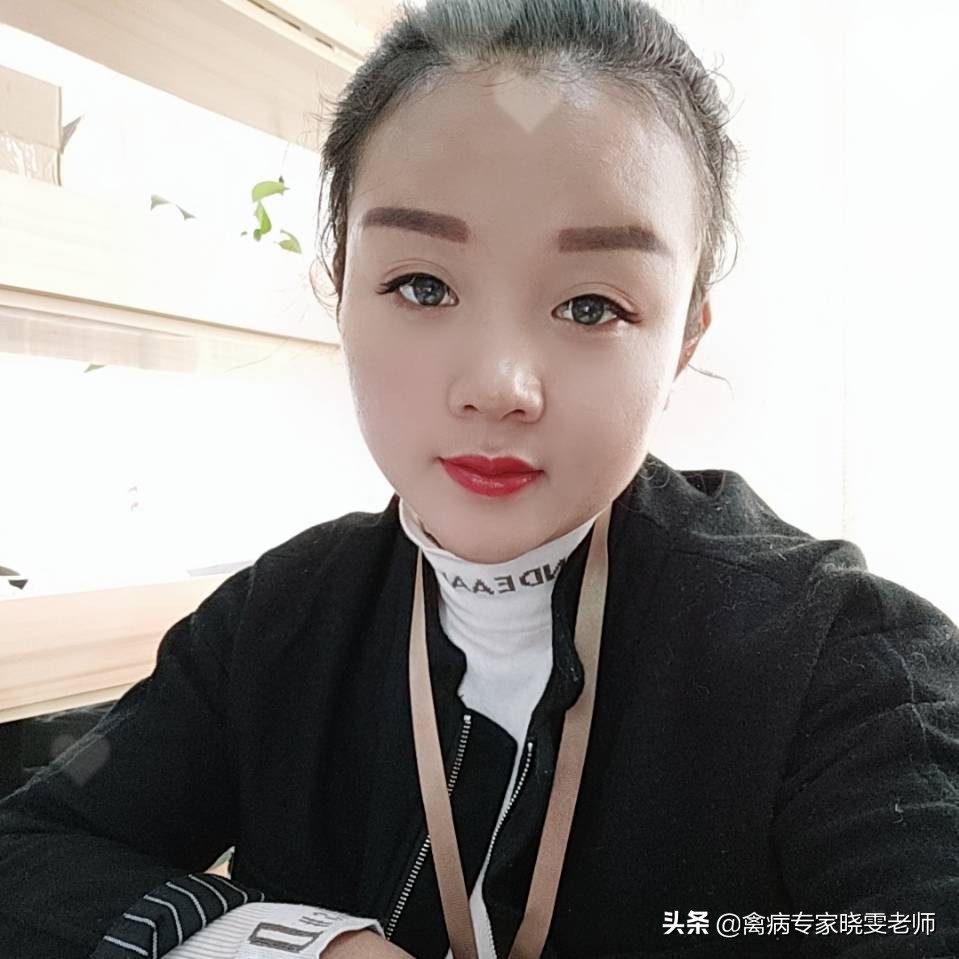 鸡支原体与感冒区别,鸡支原体死亡率高吗