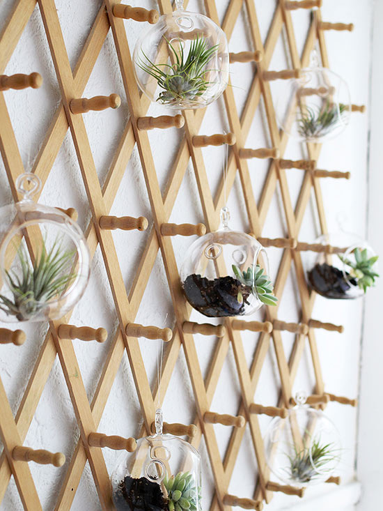 悬挂植物,好看独特的植物装饰