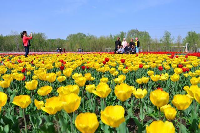 五家渠郁金香节旅游,五家渠郁金香节五一门票价是多少
